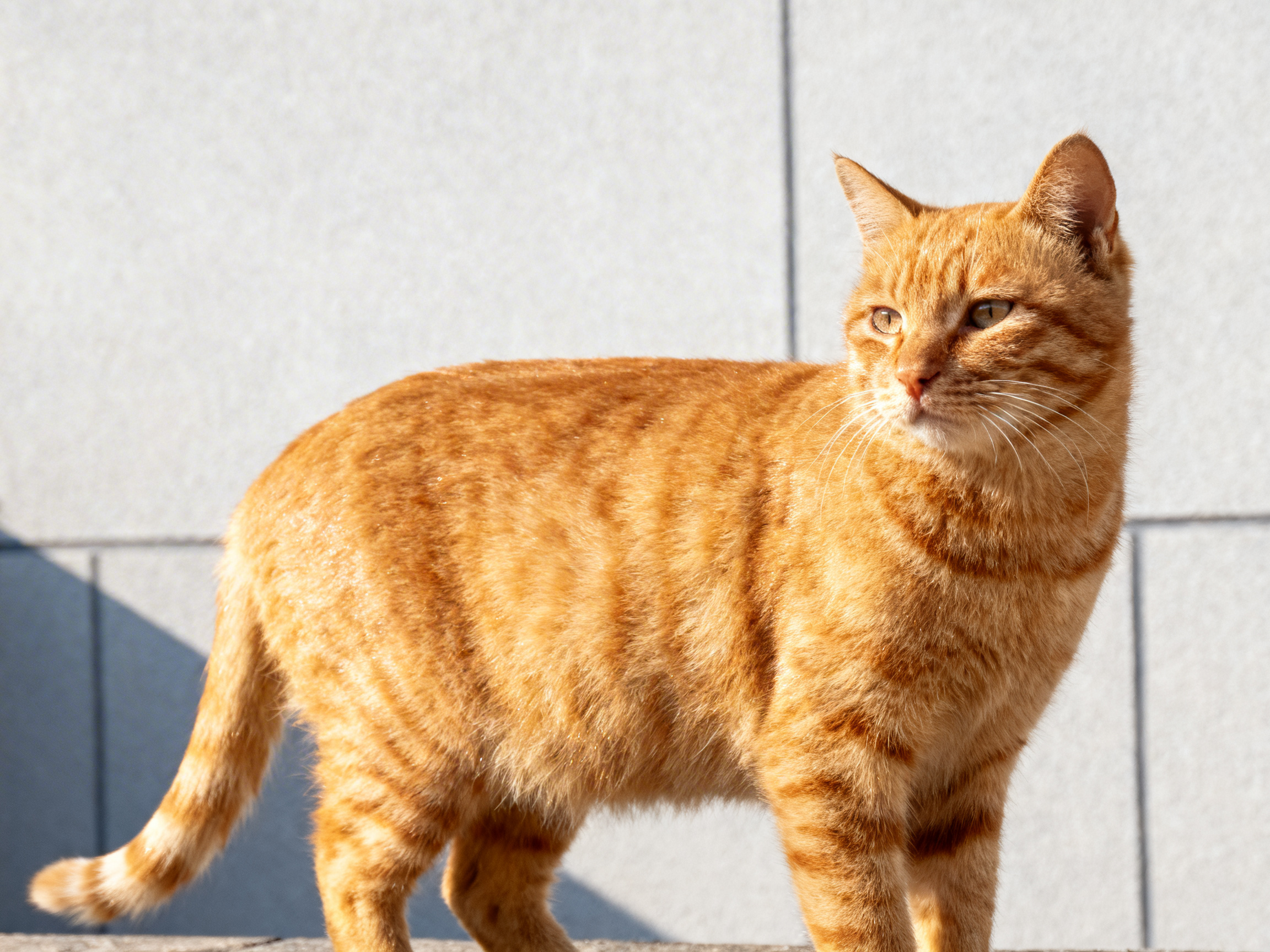 图中展示了一只体型匀称的橘色虎斑猫，它正站在户外阳光充足的地方，身体侧向左侧，头部微微向右后方转动。猫的毛发呈现出鲜艳的橙金色，带有深色的条纹和斑点，在阳光的照射下显得非常蓬松且有光泽。背景是一面浅灰色的石砖墙，墙面纹理细腻，光影对比柔和。构图上，猫占据了画面的主体，光线从右侧射入，勾勒出它灵动的轮廓。

在 AI 生成的细节方面，画面存在几处明显的逻辑缺陷：首先，猫的身体结构出现异常，它似乎拥有五条腿，在腹部下方和后腿之间多出了一截模糊的肢体结构；其次，猫的尾巴末端形状不自然，显得有些短促且末梢圆钝；此外，猫的面部胡须分布略显杂乱，左侧胡须直接从面部侧面生硬地延伸出来，缺乏自然的生长根部。尽管整体氛围温馨，但这些解剖学上的错误揭示了其 AI 生成的本质。