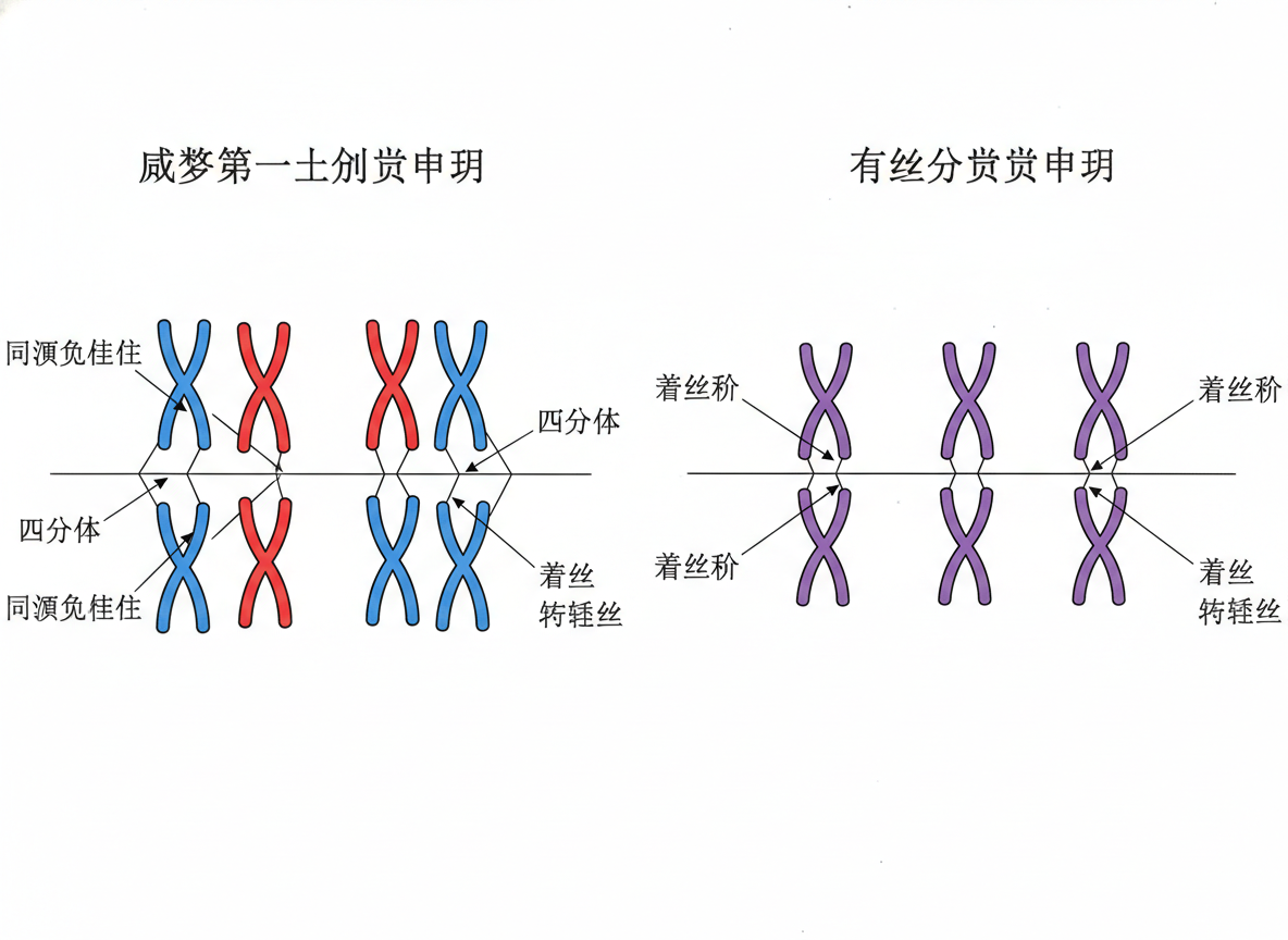 图中展示了一张试图模拟生物学教材中细胞分裂过程的对比示意图。画面分为左右两个部分，背景为纯白色。左侧展示了减数分裂的示意，包含红蓝两色的染色体模型，排列在一条水平黑线两侧；右侧展示了有丝分裂的示意，均为紫色的染色体模型。图中使用了大量的文字标注和指向线，试图解释“四分体”和“着丝点”等概念。

然而，这张图片存在非常明显的 AI 生成缺陷，主要体现在文字和逻辑上。画面顶部的标题以及侧边的标注文字均为无法辨认的乱码，虽然字形接近汉字，但实际上是错误的笔画堆砌，没有任何实际含义。此外，染色体的形态绘制不够严谨，线条粗细不一，指向线与物体的连接位置也显得随意且不符合科学逻辑。整体而言，这是一张视觉上模仿教学插图但内容完全错误的 AI 误构图片。