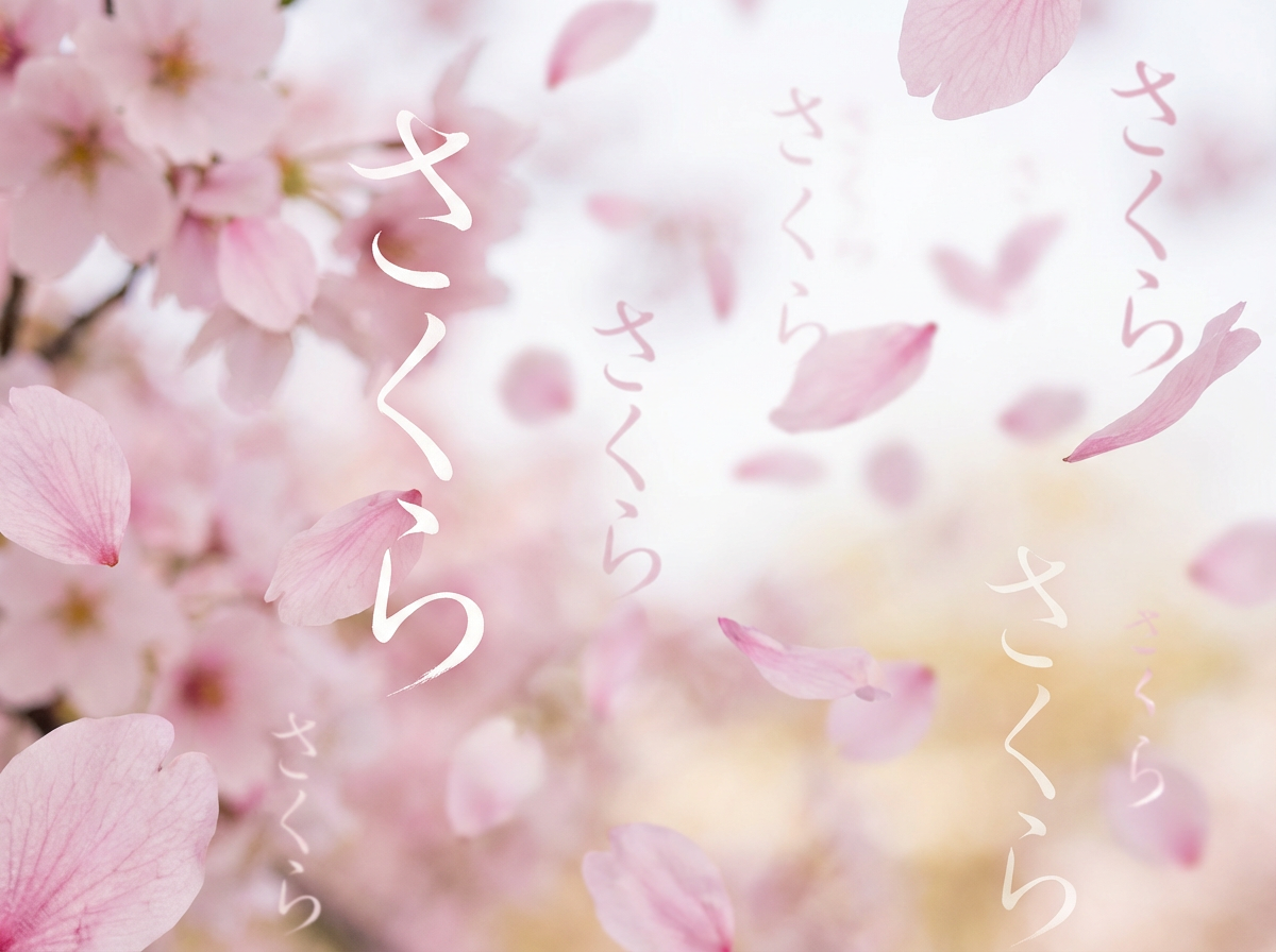 图中展现了一个充满春日气息的浪漫樱花场景。画面左侧是簇拥在一起的粉色樱花，花瓣娇嫩，花蕊呈淡黄色。画面右侧和背景则大幅度虚化，营造出一种梦幻的景深感，许多淡粉色的花瓣在空中轻盈飘落。整张图片的色调以柔和的粉色、白色和淡淡的暖黄色为主，光线明亮且通透。画面中散落着多处白色的日文假名“さくら”（意为樱花），这些文字以手写书法风格垂直排列，大小不一。作为 AI 生成的图像，画面存在一些明显的逻辑缺陷：部分飘浮的花瓣边缘过于锐利，与模糊的背景融合得不够自然；左侧花簇中的花瓣重叠关系略显混乱，缺乏真实的物理结构感；此外，背景中某些色块的过渡显得有些生硬，文字的排列也显得较为随机，缺乏排版上的严谨性。
