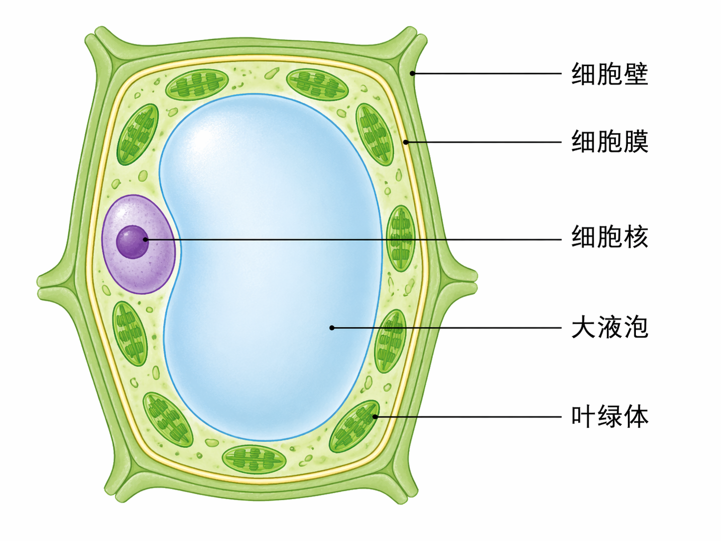 AI 生成图片，模型：GPT Image 2