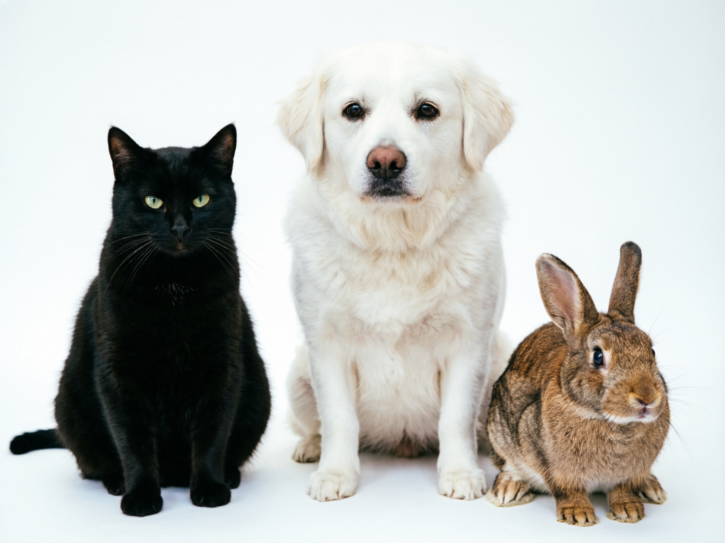图中在纯白色的背景前，三只宠物并排坐着，从左到右依次是一只黑猫、一只白色的中型犬和一只棕色的兔子。黑猫神情严肃，拥有一双淡绿色的眼睛；中间的白狗体型最大，毛发蓬松，眼神温和地直视前方；右侧的兔子毛色呈棕褐色交杂，耳朵竖起，显得十分乖巧。构图简洁，光线均匀，营造出一种和谐共处的氛围。然而，画面中存在明显的 AI 生成缺陷：中间白狗的前肢结构异常，其左前腿（画面右侧）看起来像是直接从胸部生出的，且脚掌的形状与地面接触的透视关系不够自然；右侧兔子的前脚趾数量过多且排列杂乱，呈现出不规则的重叠感；此外，黑猫的尾巴末端与身体的连接处显得有些生硬。这些细节揭示了图像并非真实摄影。