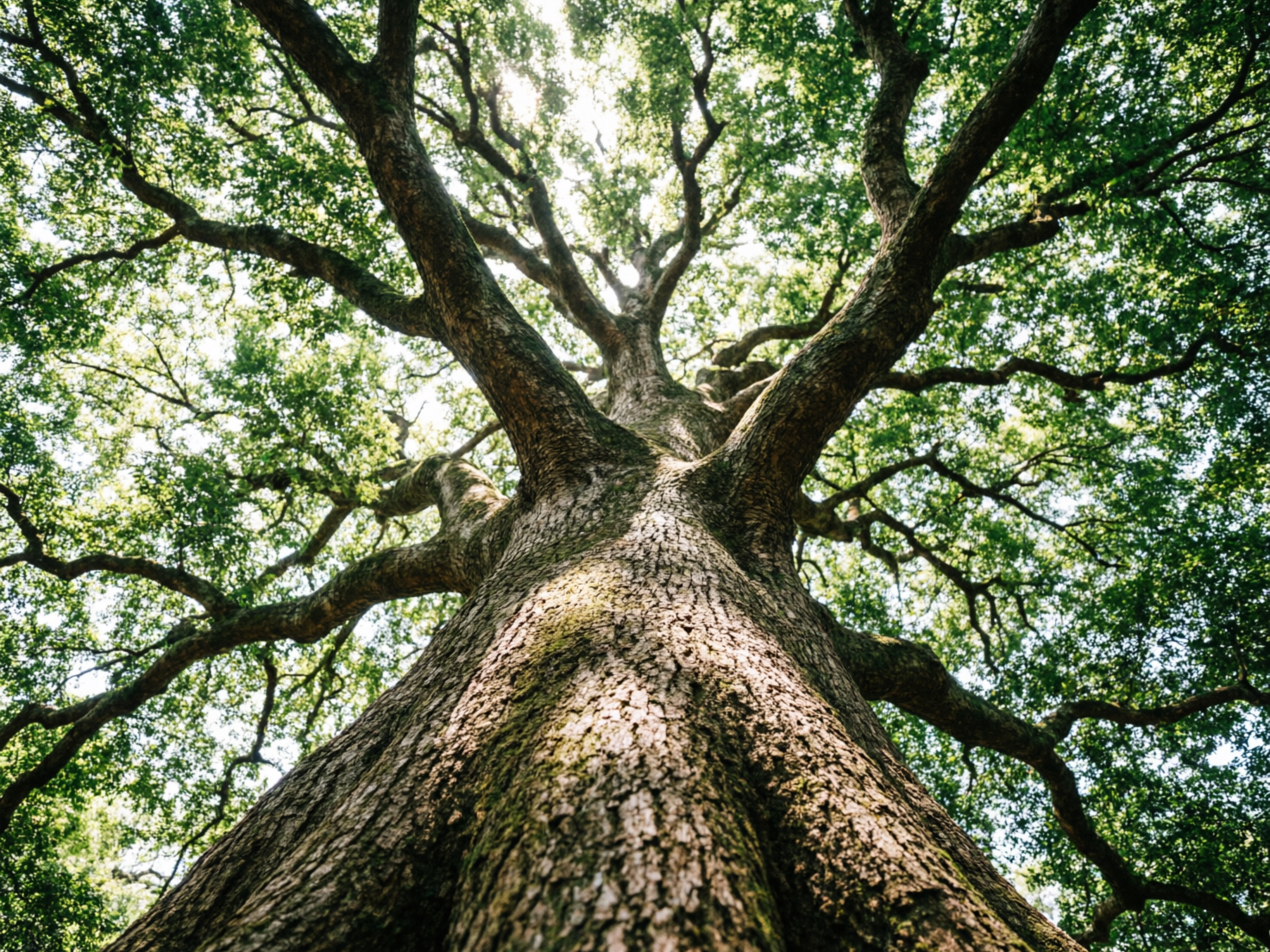 图中展示了一棵雄伟壮丽的大树，采用了极具视觉冲击力的仰拍视角。画面中心是粗壮的树干，树皮呈现深褐色，纹理粗糙且富有质感，局部长有青苔。树干向上延伸并向四周放射状地分出许多厚实的枝桠，繁茂的绿色叶片遮天蔽日，阳光透过叶缝洒下，形成明亮的斑驳光影，整体色调清新自然，充满了生命力。然而，作为一张 AI 生成的图片，画面中存在明显的逻辑缺陷：在树干的中上部，部分粗大的树枝连接方式显得非常生硬且不符合自然生长规律，有些枝干像是直接“粘贴”或“嵌入”在主干上，缺乏自然的过渡结构；此外，背景中部分细小枝条的透视关系略显混乱，出现了凭空断裂或异常交织的情况。