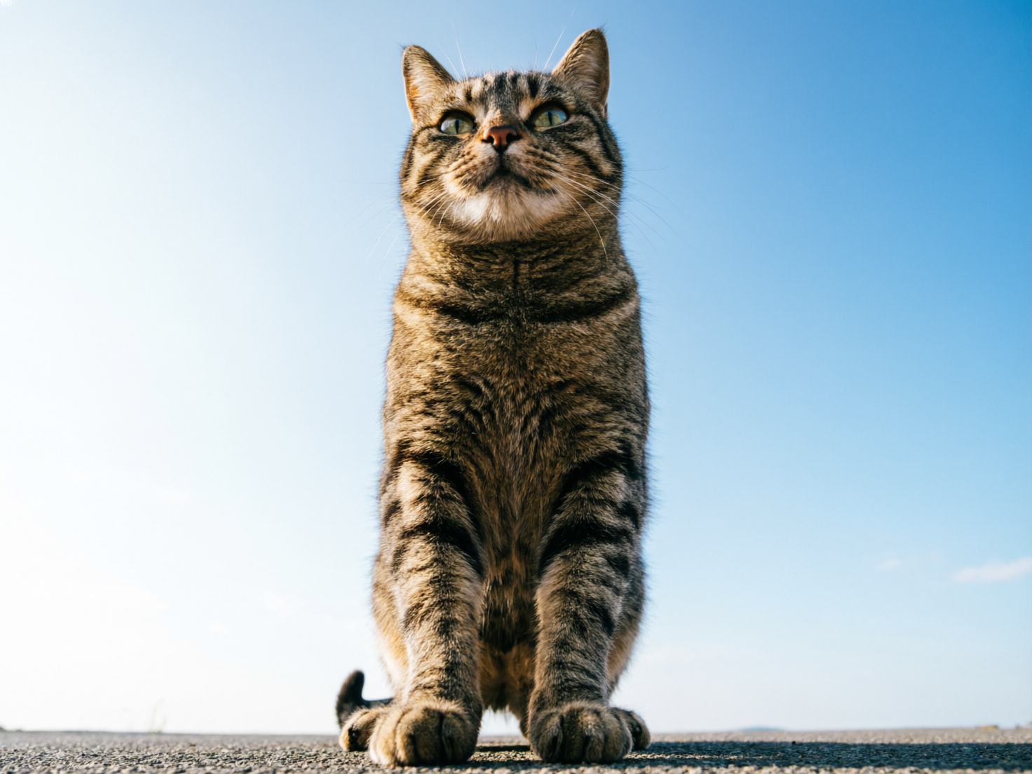 画面中，一只棕黑色条纹的狸花猫正端坐在灰色的水泥地面上。构图采用了极低的仰拍视角，使得猫咪看起来高大且具有威严感。背景是纯净且明亮的蔚蓝色天空，左侧有强烈的阳光照射，为猫咪的轮廓镀上了一层金边。猫咪微微抬头，目光深邃地望向远方，胡须在阳光下清晰可见。然而，画面中存在明显的 AI 生成缺陷：最显著的是猫咪的肢体结构异常，它似乎只有两条粗壮的前腿直接连接在躯干下方，完全缺失了后腿和腹部的正常连接逻辑，导致身体呈现出一个不自然的圆柱状。此外，猫咪左侧爪子的脚趾分布模糊，地面边缘与天空的交界处也显得过于生硬，缺乏真实环境中的透视深度。