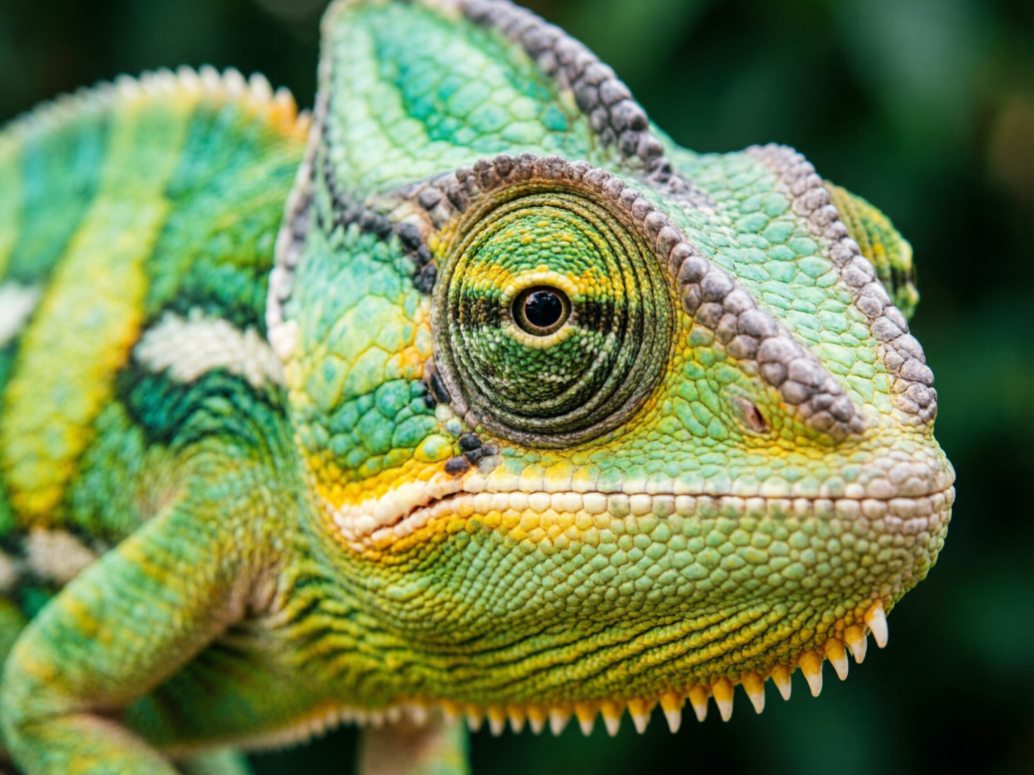 图中是一张变色龙头部的特写近照，背景是模糊的深绿色植被。这只变色龙拥有极其鲜艳且复杂的色彩，主要由翠绿色、明黄色和淡青色组成，皮肤布满了细小而密集的颗粒状鳞片。画面中心是它那标志性的凸起大眼睛，眼睑呈现出螺旋状的纹理，正中是一颗漆黑深邃的瞳孔。变色龙的头冠边缘有一圈灰褐色的脊状突起，增加了质感。然而，画面中存在明显的 AI 生成缺陷：最显著的是变色龙下颌底部长出了一排类似鲨鱼牙齿或梳子齿的尖锐白色突起，这在真实生物中是不存在的；此外，头部的鳞片纹理在某些转折处显得过于规整且重复，缺乏自然生物的随机性；左侧身体的色块拼接也略显生硬，透视关系在颈部位置显得有些模糊不清。