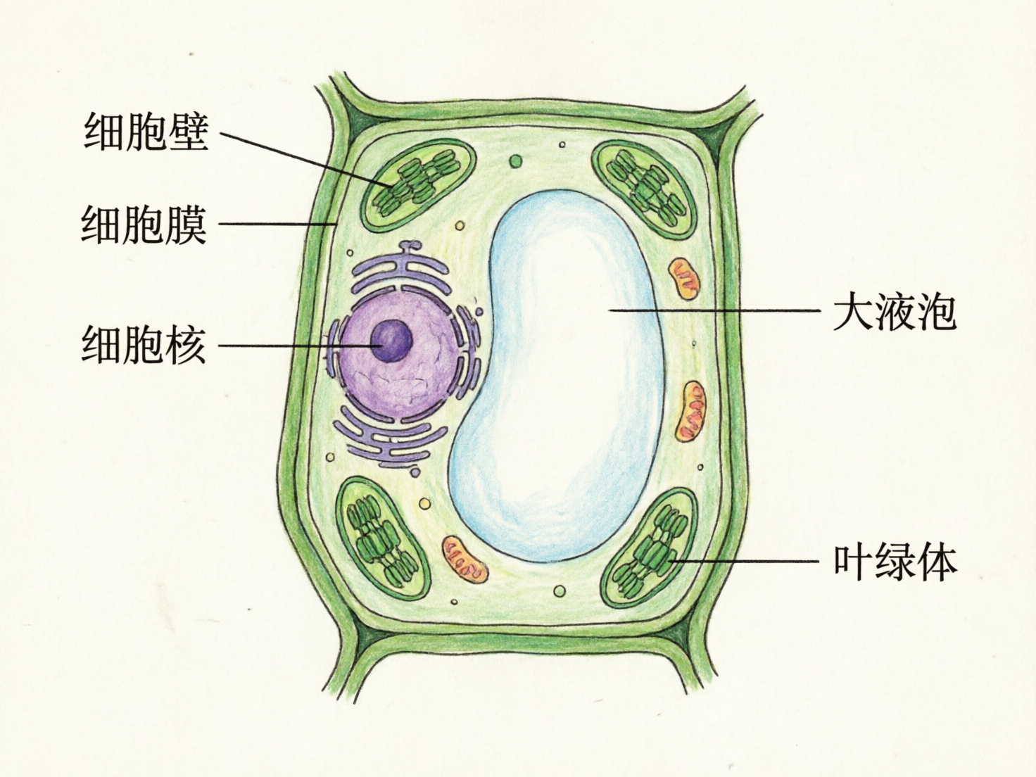 图中展示了一幅手绘风格的植物细胞结构示意图，背景为米白色纸张质感。画面中央是一个近似长方形的绿色细胞，四周有明显的深绿色细胞壁。细胞内部包含多个彩色细胞器：左侧是一个紫色的圆形细胞核，周围环绕着紫色的内质网；右侧占据大部分空间的是一个淡蓝色的巨大液泡；四周分布着四个绿色的叶绿体和三个橙色的线粒体。图像左右两侧带有黑色指引线和简体中文标签，标注了细胞壁、细胞膜、细胞核、大液泡和叶绿体。

在 AI 生成缺陷方面，画面存在明显的逻辑与视觉错误：左上角的指引线本应指向最外层的“细胞壁”，却穿透了边缘指向了内部的“叶绿体”；“细胞膜”的指引线也未能准确触达细胞壁内侧的薄膜层。此外，部分线条笔触粗细不均，细胞核周围的内质网结构显得较为杂乱且不连贯，右下角叶绿体的内部纹路也出现了模糊和变形，不符合严谨的科学绘图标准。