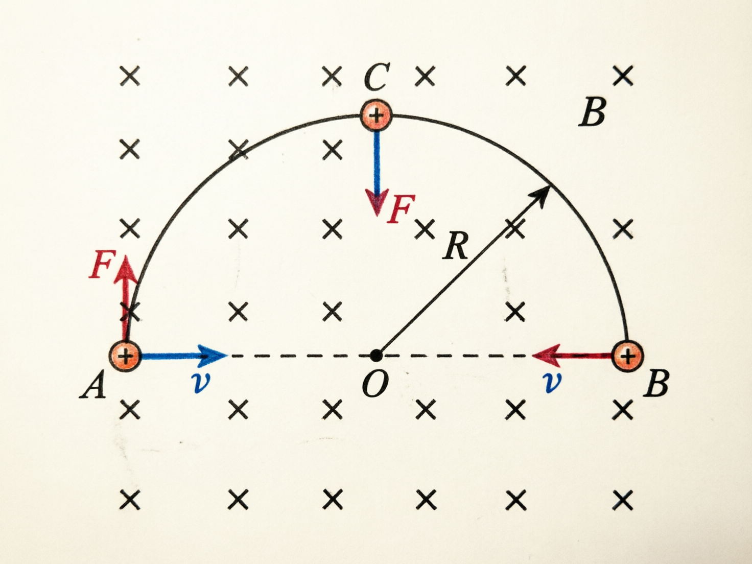 图中展示了一张模拟物理学中带电粒子在磁场中运动的示意图。背景为白色，均匀分布着黑色的“x”符号，代表垂直纸面向里的磁场。画面中央是一个半圆形的运动轨迹，连接着左下角的点A和右下角的点B，半圆顶点标注为C。三个橙色的小圆圈代表带正电的粒子，分别位于A、B、C三处。图中用蓝色和红色的箭头分别表示速度向量v和洛伦兹力向量F。

这张图片具有明显的 AI 生成缺陷，导致物理逻辑混乱：首先，字母标注存在重复和位置错误，右侧既有代表磁场的“B”，又将右下角的端点标注为“B”，容易混淆；其次，向量箭头的指向完全不符合物理规律，例如在A点，速度向右而力向上，但在C点，力却指向圆心下方，且B点的速度方向与轨迹运动方向自相矛盾。此外，部分线条与背景的“x”符号重叠处出现了断裂和模糊，字母“R”和“O”的排版也显得生硬且位置偏移，不符合标准教学插图的严谨性。