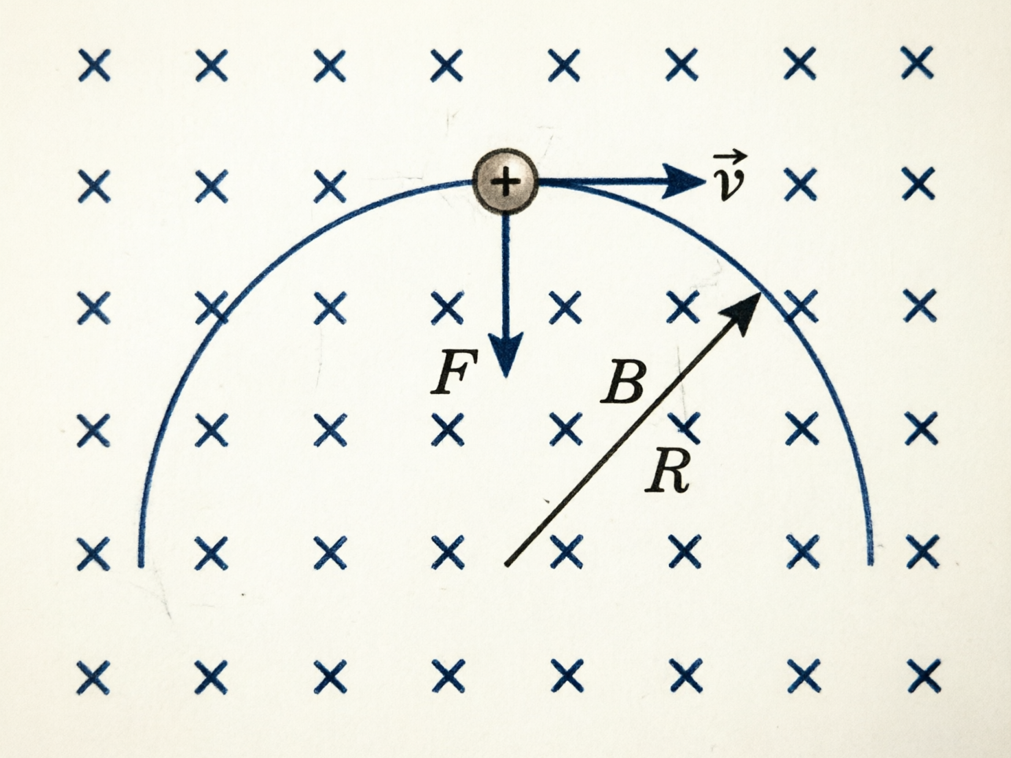 图中展示了一张关于物理学中带电粒子在磁场中运动的示意图。背景是米白色的纸张质感，上面均匀分布着蓝色的“X”符号，代表垂直纸面向里的匀强磁场。画面中央上方有一个带有正号“+”的小圆球，代表正电荷。该电荷正沿着一条向下的蓝色半圆弧路径运动。在电荷位置，有一根向右的水平箭头标注为速度“v”，一根向下的垂直箭头标注为洛伦兹力“F”。圆弧内部有一根从圆心指向边缘的斜向箭头，旁边标注有字母“B”和“R”。

这张图片存在明显的 AI 生成缺陷和物理逻辑错误：首先，字母“B”通常代表磁场强度，但在图中却被标注在代表半径的箭头上，且与代表半径的字母“R”重叠，导致定义混乱。其次，根据物理学的左手定则，正电荷向右运动且磁场向里时，受力方向应向上而非向下，图中的受力方向与物理规律相悖。此外，背景中的“X”符号排列略显不齐，部分线条粗细不一，具有典型的 AI 绘图痕迹。