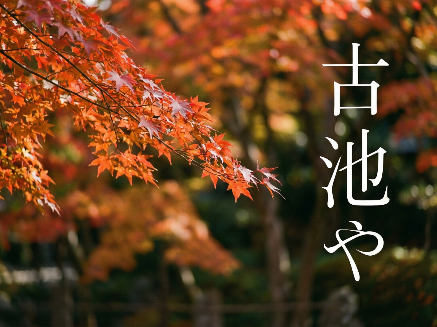 图中展现了一幅充满秋意的自然景观。画面左侧，一枝繁茂的枫树枝条斜向伸入镜头，上面缀满了火红与橙黄交织的枫叶，叶片轮廓清晰，在阳光的照射下显得通透且富有层次感。背景是深浅不一的黄色与绿色虚化树影，营造出一种深邃且宁静的森林氛围。画面右侧竖排书写着白色的书法字体“古池や”，这出自著名的松尾芭蕉俳句。构图上采用了左重右轻的平衡感，色彩温润，极具东方禅意。在 AI 生成的细节方面，可以观察到左侧枫叶的枝干连接处略显生硬，部分叶片的边缘出现了不自然的重叠与融合，且右侧文字的笔画末端有轻微的锯齿感，与背景的融合度略欠自然，但整体视觉效果依然优美和谐。